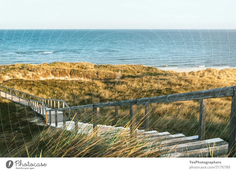 Wooden stairs through dunes and grass on Sylt island toward sea Vacation & Travel Summer Summer vacation Beach Landscape Sand Sunlight Grass Moss Coast