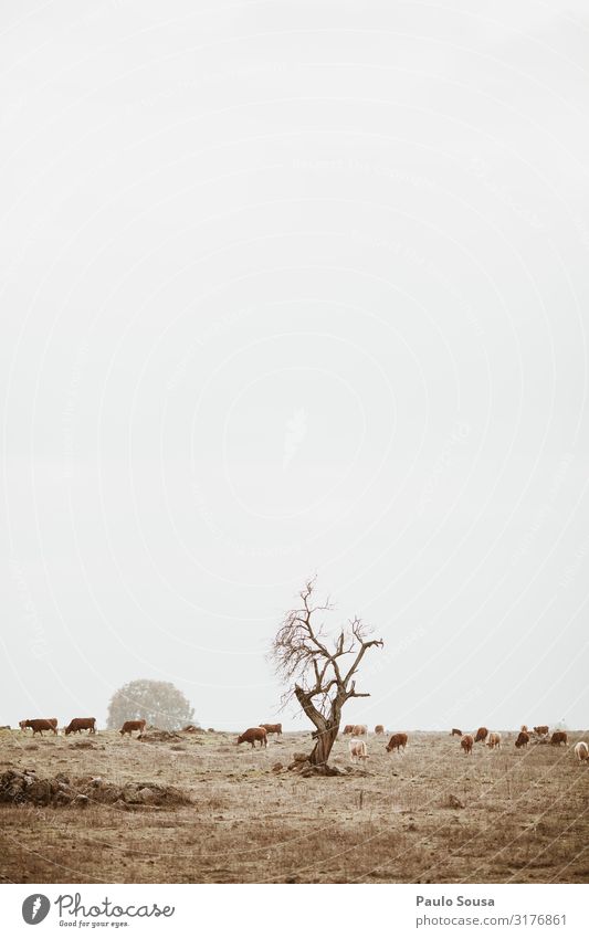 Isolated tree in a field with cows Environment Nature Landscape Climate Climate change Weather Tree Field Esthetic Simple Alentejo Portugal Agriculture Cow