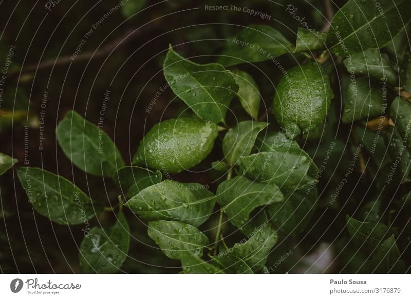 Green lemons on tree Food Fruit Lemon Lemon tree Lime Lemon leaf Nature Simple Wet Natural Wellness Fresh Fruit trees Tree Organic produce Colour photo