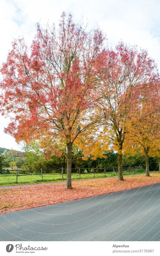 limited autumn Nature Landscape Plant Climate Climate change Tree Park Anticipation Grateful Orderliness Cleanliness Hope Belief Humble Distress Beginning