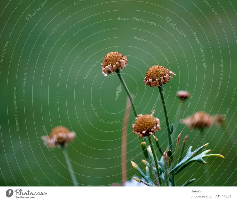 beauty fades Environment Nature Landscape Plant Animal Autumn Climate Flower Grass Leaf Blossom Garden Park Meadow Field Old Blossoming Faded To dry up Growth