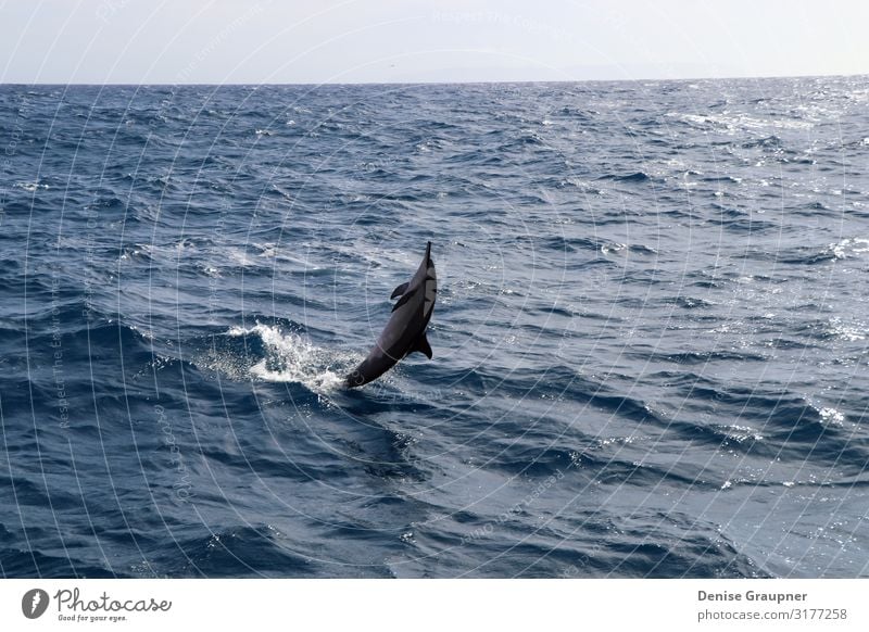 Spinner dolphin in Hawaii jumps out of the sea Summer Environment Nature Landscape Water Climate Beautiful weather Wild animal 1 Animal Vacation & Travel Jump