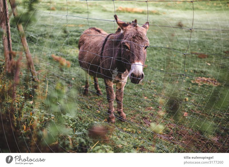 Cuckoo, Donkey! Plant Animal Farm animal Zoo Petting zoo 1 Observe Looking Wait Cold Natural Curiosity Cute Wild Green Peaceful Attentive Watchfulness Patient