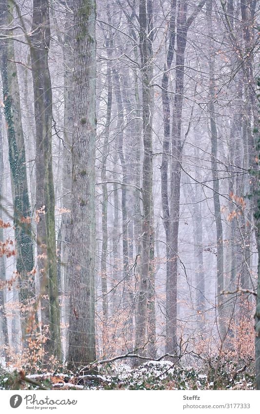 Winter in the forest Winter forest Forest Frost Snow winter cold Cold chill Lower Saxony Nordic Domestic onset of winter winterly peace February freezing cold