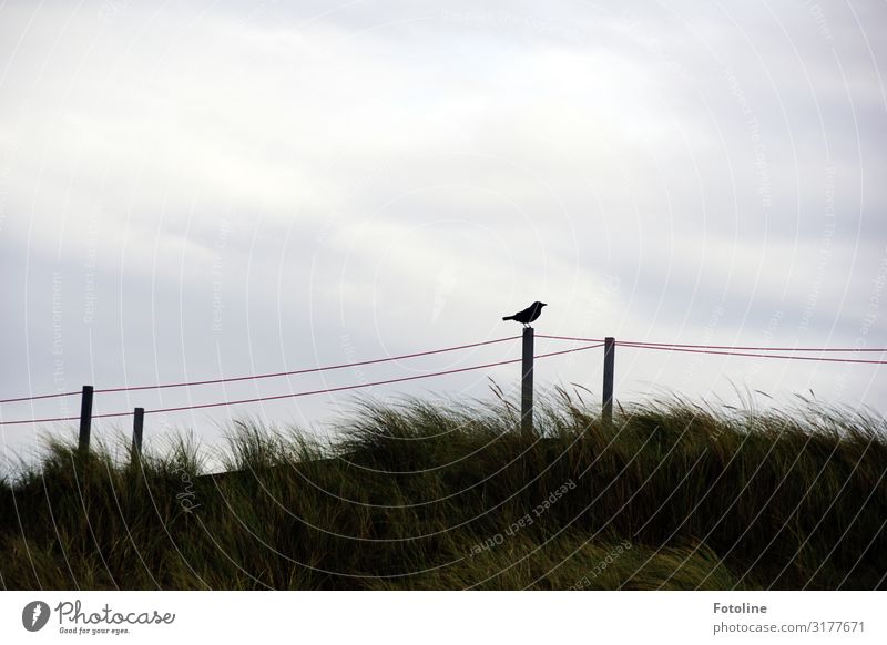 dune Environment Nature Landscape Plant Animal Sky Clouds Grass Coast Beach North Sea Island Wild animal Bird 1 Far-off places Free Bright Small Natural Gray