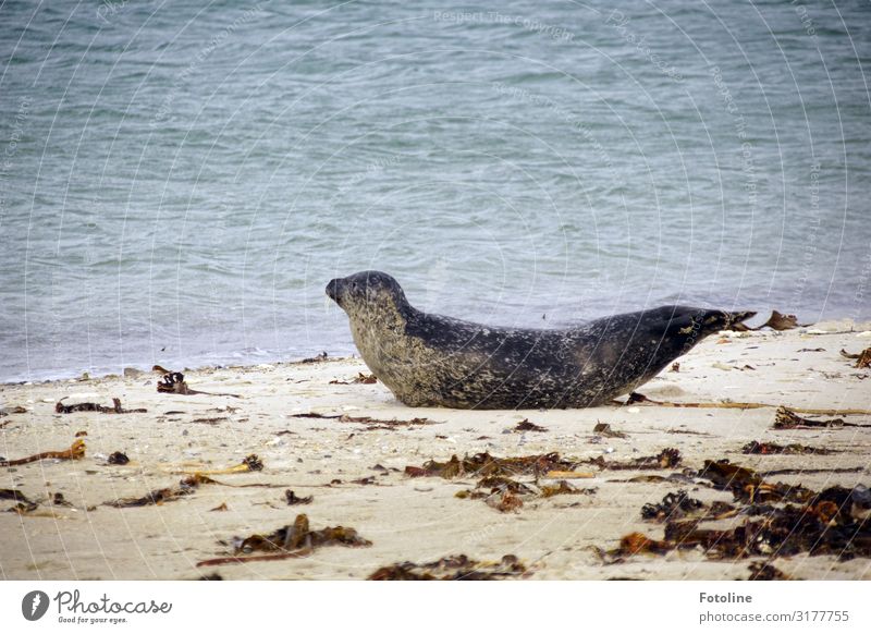 back training Environment Nature Animal Elements Earth Sand Water Coast Beach North Sea Ocean Island Wild animal 1 Free Wet Natural Brown Gray Helgoland Dune