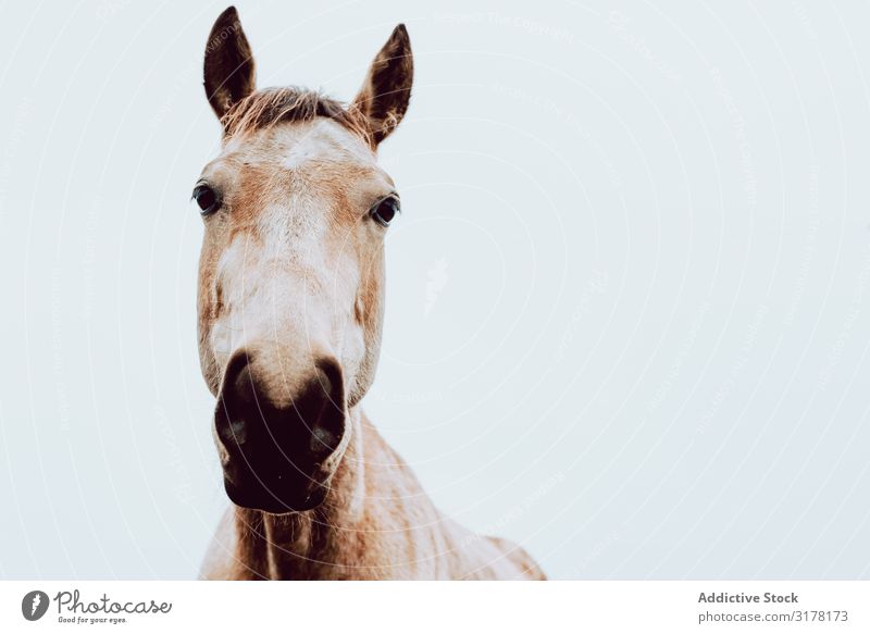 beautiful horse in a white cloudy background looking at camera Horse pasturing Field Herd Beautiful Animal Nature Farm Mammal equine equestrian stallion Seasons