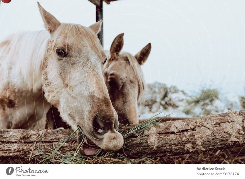 Horses pasturing on meadow Meadow Winter Field Herd Grass Mountain Beautiful Animal Nature Dry Farm Mammal equine equestrian stallion Seasons mare Freedom Hill