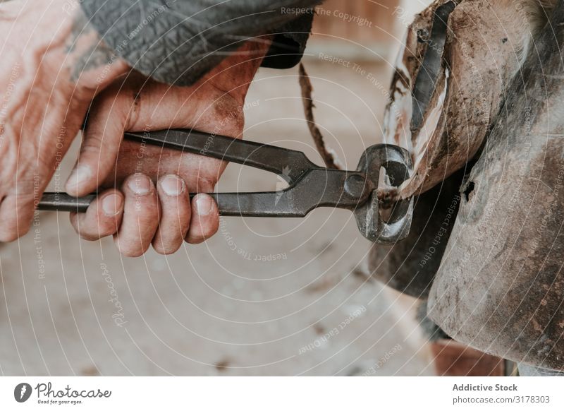 Man shoeing horse near stable Blacksmith Horseshoe Stable Ranch Hammer putting on Work and employment Hoof Tool Iron Animal farrier Equipment Profession skill