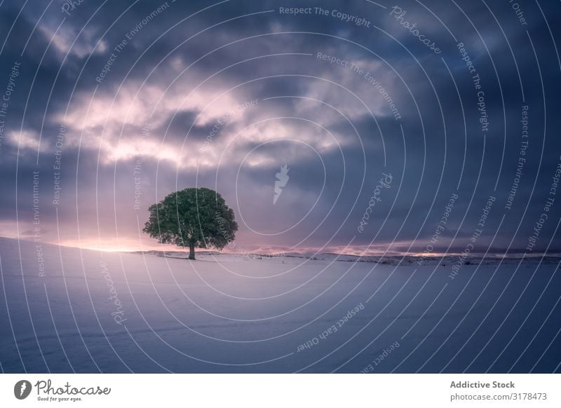 snow against sunset sky with lone tree Snow Valley Sky Sunset Tourism Landscape explore Beautiful Tree Bright Winter Nature Picturesque tranquil Walking Action