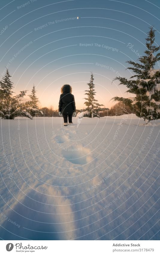 Traveler walking on snow around conifer trees traveler Walking Snow Conifer Tree Sky Woman Silhouette Picturesque terrain fir Winter Cold Nature Lifestyle