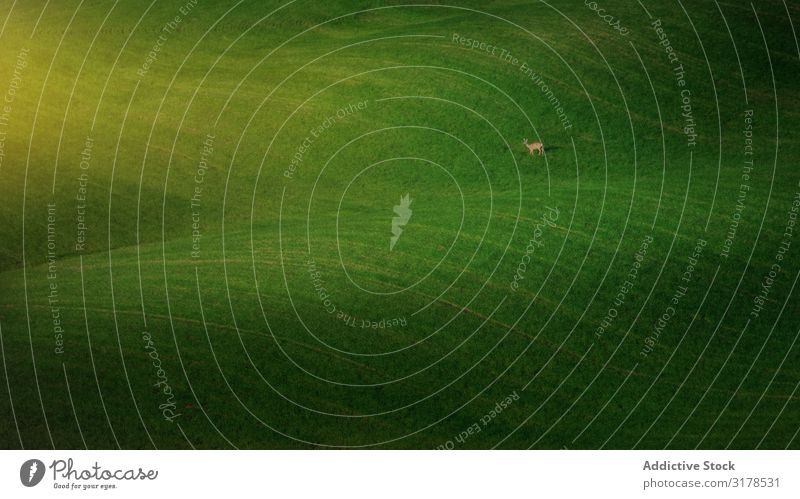 Endless green field with grazing animal Field Pasture Deer Green Infinity Tuscany Italy minimalist Meadow Animal Wild Mammal Seasons Picturesque Grass Landscape