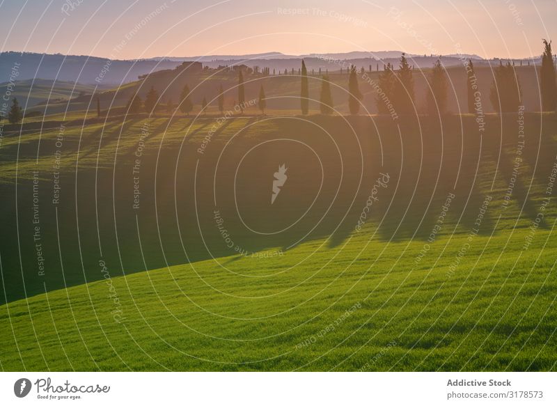 Small grove on empty dry field Field Italy Tree Tuscany Nature Landscape Summer Natural Organic Rural Environment Picturesque Farm Countries Idyll Plantation