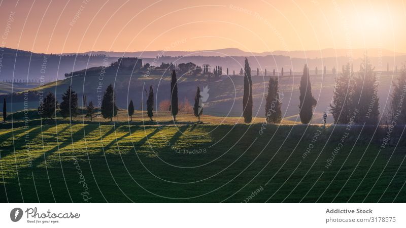 Small grove on empty dry field Field Italy Tree Tuscany Nature Landscape Summer Natural Organic Rural Environment Picturesque Farm Countries Idyll Plantation