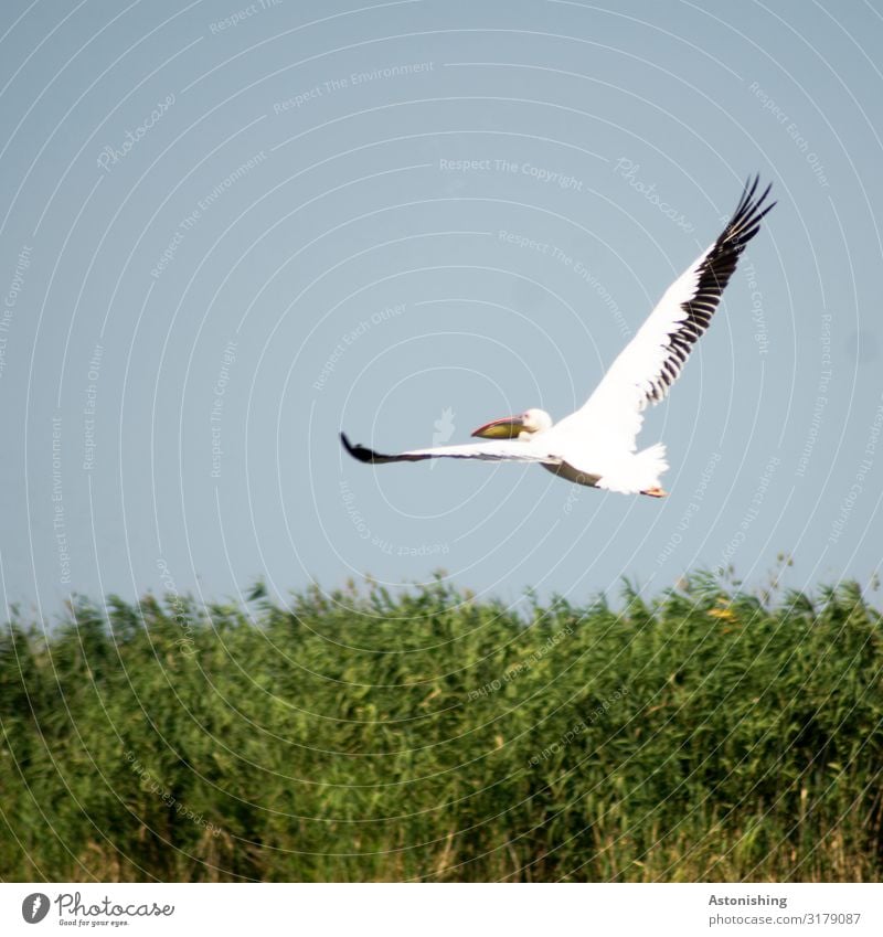 pelican Environment Nature Landscape Plant Sky Summer Grass Bushes Romania Animal Wild animal Bird Animal face Wing Pelt Beak Feather Pelican Legs Head 1 Flying