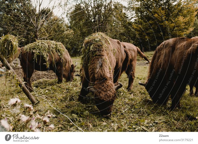 Buffalo Environment Nature Landscape Tree Meadow Hay Feed Bison Group of animals Herd To feed Feeding Together Natural Brown Green Happy Contentment To enjoy