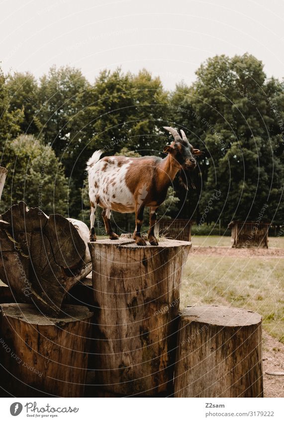 alone in the hall Nature Landscape Autumn Tree Farm animal He-goat Observe Communicate Looking Stand Natural Brown Green Serene Calm Leisure and hobbies Idyll