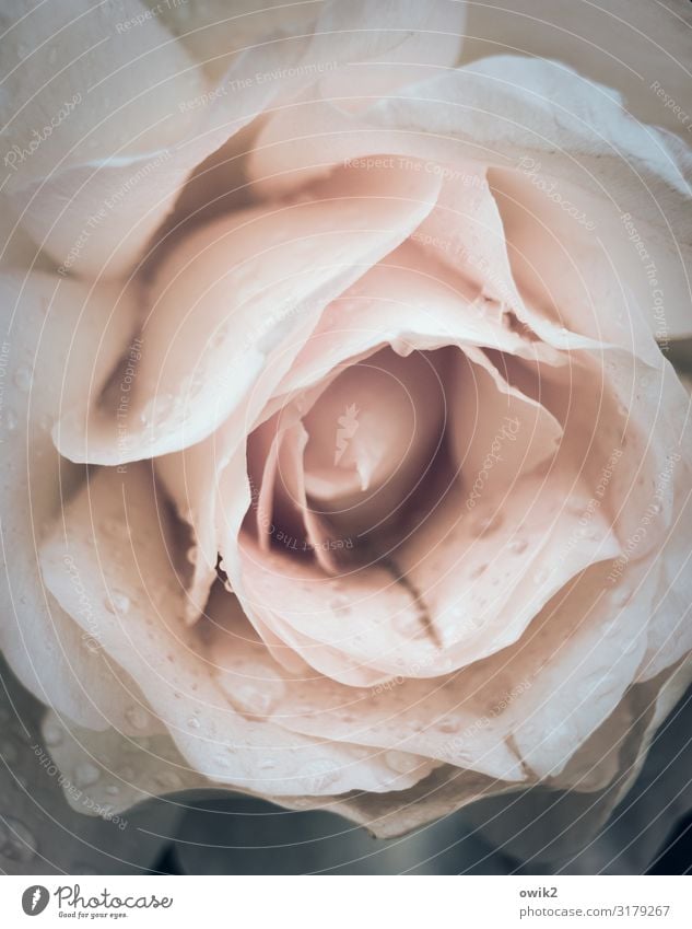 Ros sprung Elegant Plant Drops of water Summer Rain Rose Blossom Near Wet Pink Beige Delicate Blossom leave Colour photo Subdued colour Exterior shot Detail