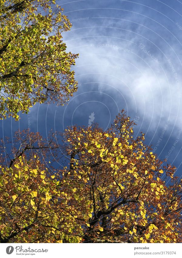 gold rush Nature Elements Sky Clouds Autumn Tree Forest Colour Luxury Gold Autumn leaves Autumnal colours Colour photo Exterior shot Detail