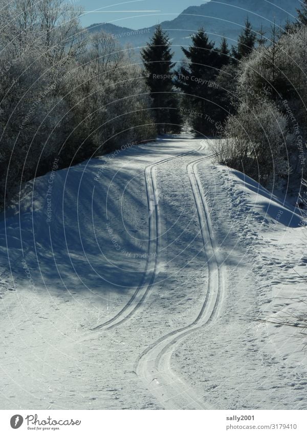 cross-country skiing pleasure... Sports Cross country skiing Skiing Cross-country ski trail Landscape Winter Beautiful weather Ice Frost Snow Forest Alps