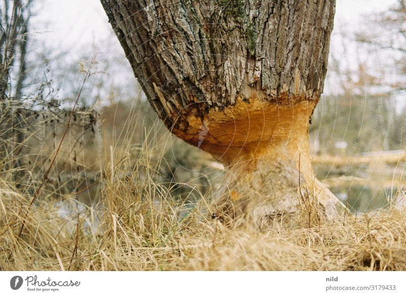 Beaver tracks on the river damage Damage Nature Environment Exterior shot Destruction Tree Landscape River bank Colour photo Tree felling Forestry Tree trunk