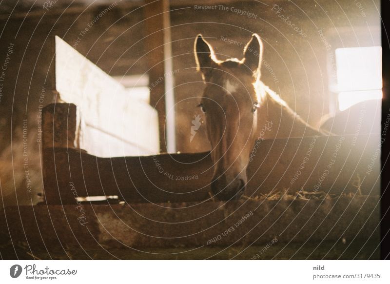 Foal in stable Horse Barn Back-light Animal Colour photo Animal portrait Brown Farm animal Baby animal Cute Idyll Agriculture Curiosity Looking Animal face