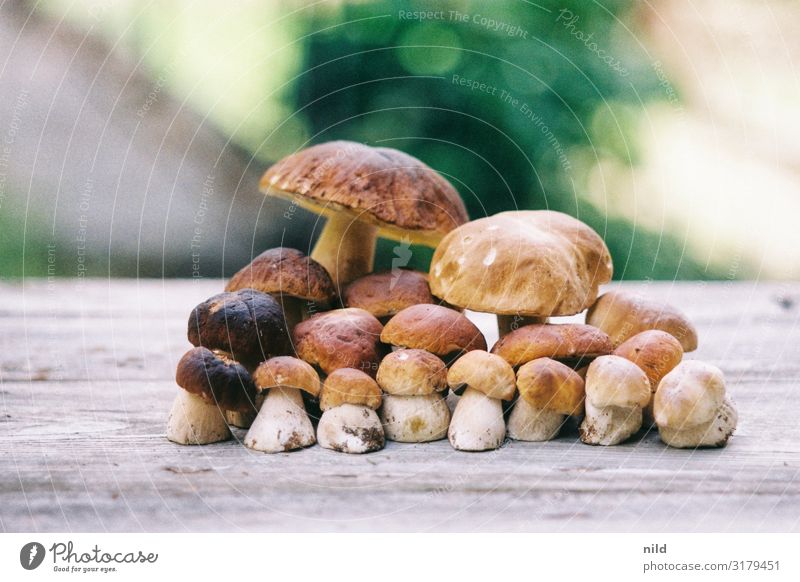 strung porcini mushrooms boletus Edible Food Mushroom Delicious Healthy Vegetarian diet vegetarian Vegan diet vegan mushroom pick Delicacy Tubular Mushroom