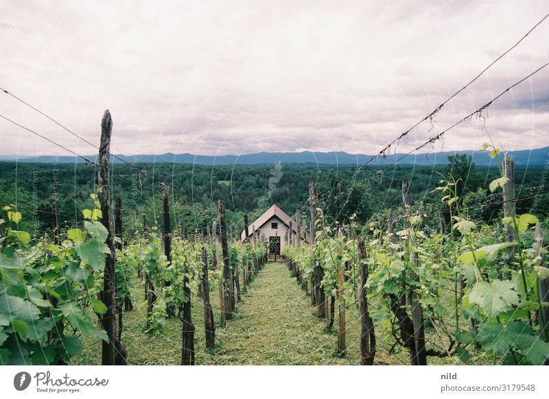 Vineyard in Slovenia Wine growing Green Agricultural crop Deserted Colour photo Landscape Exterior shot Winery Agriculture organic Summer Analogue photo Kodak