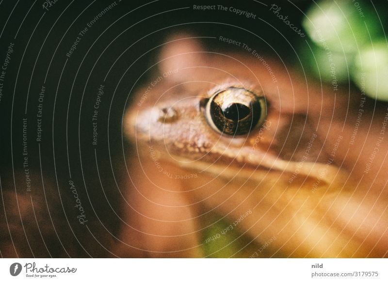 froggy eye Environment Nature Animal Summer Beautiful weather Forest Wild animal Frog 1 Observe Illuminate Wait Esthetic Fantastic Friendliness Glittering Brown