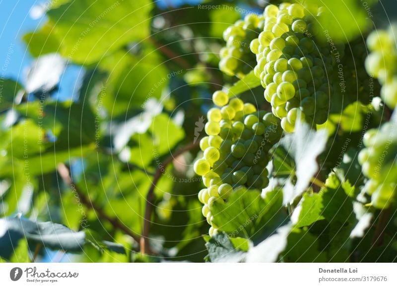 Grapes close up in the vineyard Food Fruit Nutrition Organic produce Italian Food Wine Nature Summer Autumn Plant Leaf Agricultural crop Diet Feeding Green