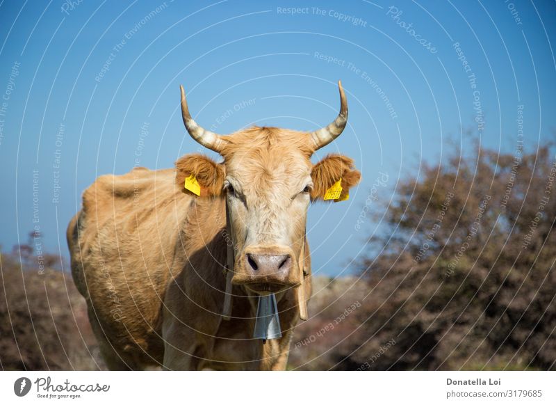 Portrait of grazing cow Summer Nature Plant Animal Pet Farm animal Cow 1 To feed Good Natural Green Blue sky Copy Space Horizontal look at camera spring sunny