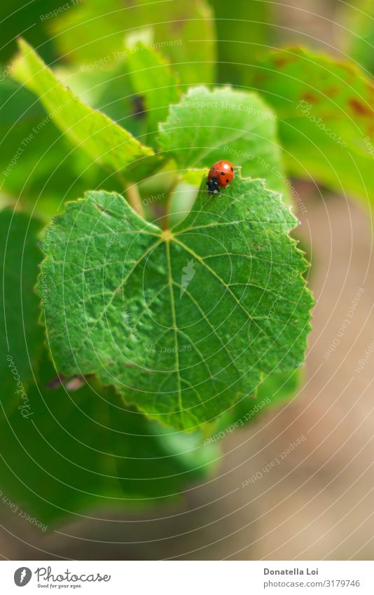 Ladybug walking on a vibrant green vineyard leaf Summer Garden Environment Nature Leaf Agricultural crop Field Fly 1 Animal Feeding Green Colour biologic