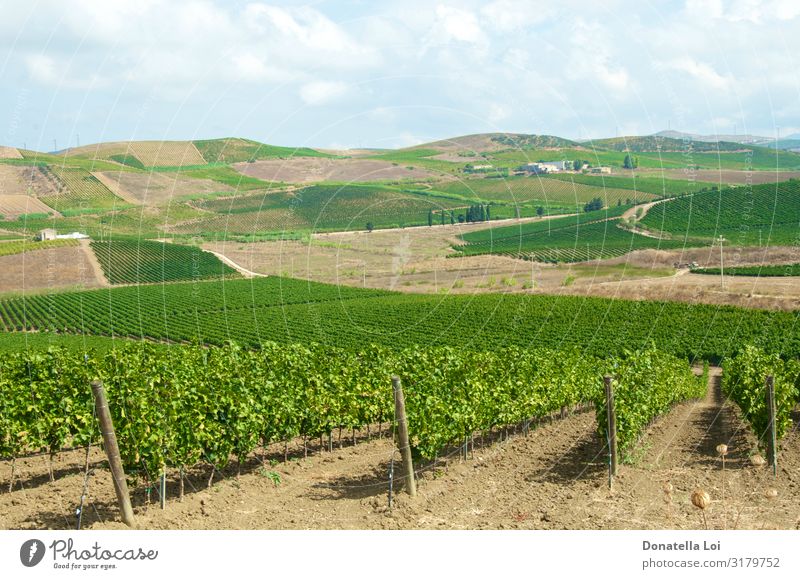 Beautiful vineyards landscape in Italy Fruit Wine Summer Nature Landscape Plant Clouds Leaf Agricultural crop Green agriculture biologic Bunch of grapes