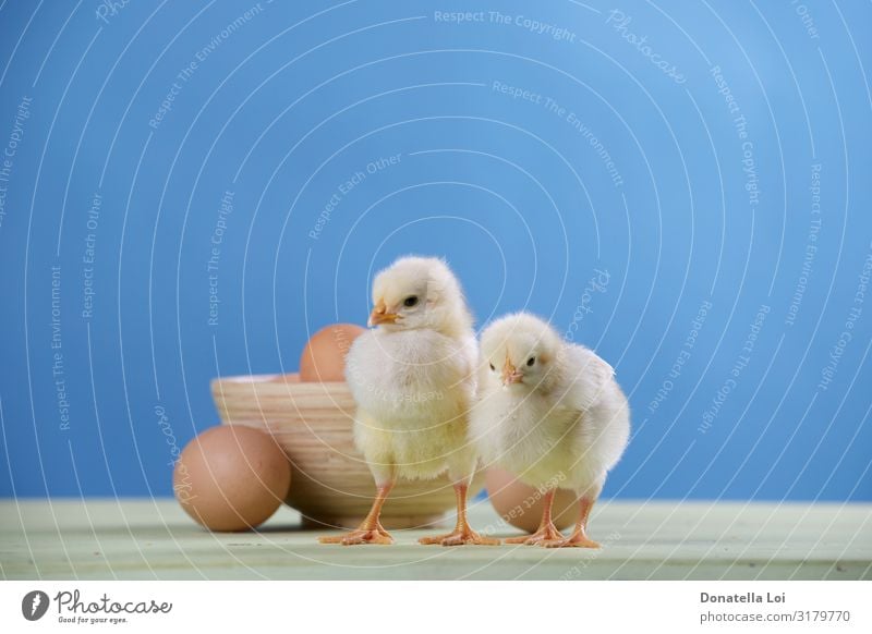 two chicks, eggs and bowl Bowl Easter Couple Animal Pet 2 Pair of animals Diet Feeding Small Cute Infancy blue backround Chick food Horizontal indoor