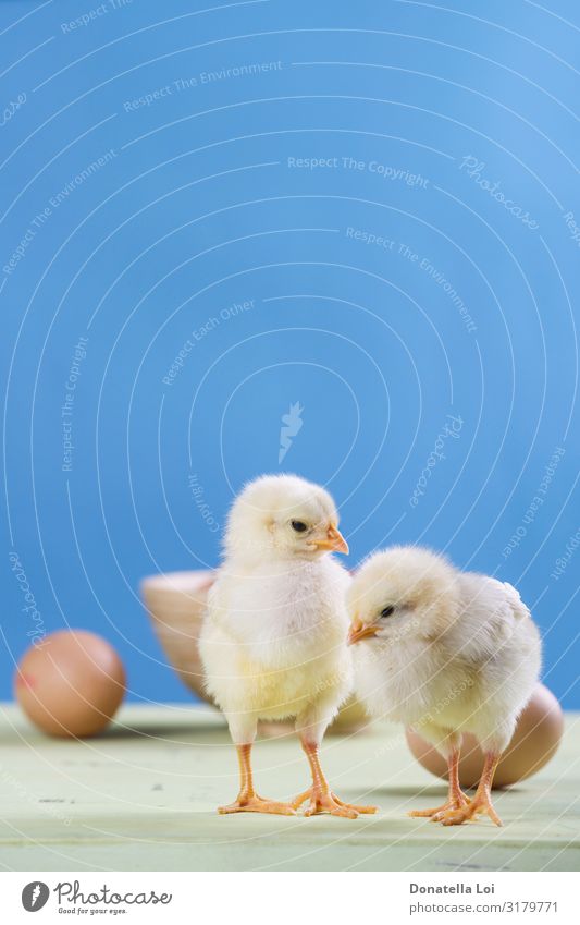 two chicks, eggs and bowl Food Nutrition Bowl Easter Couple Animal Pet Farm animal 2 Pair of animals Feeding Stand Friendliness Small Cute Blue Yellow