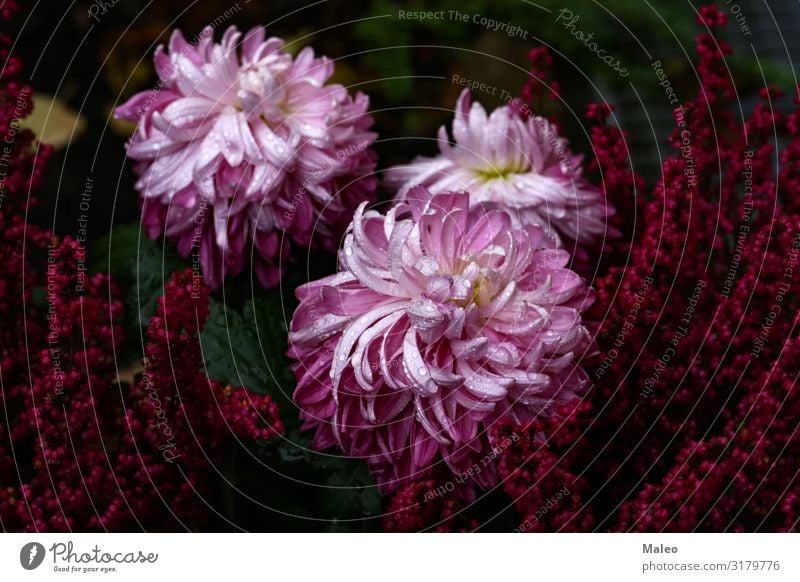 Purple purple aster flowers Aster Autumn Autumnal Beautiful Blossom Blossoming Flower Botany Colour Multicoloured Daisy Decoration Plant Garden Gardening Nature