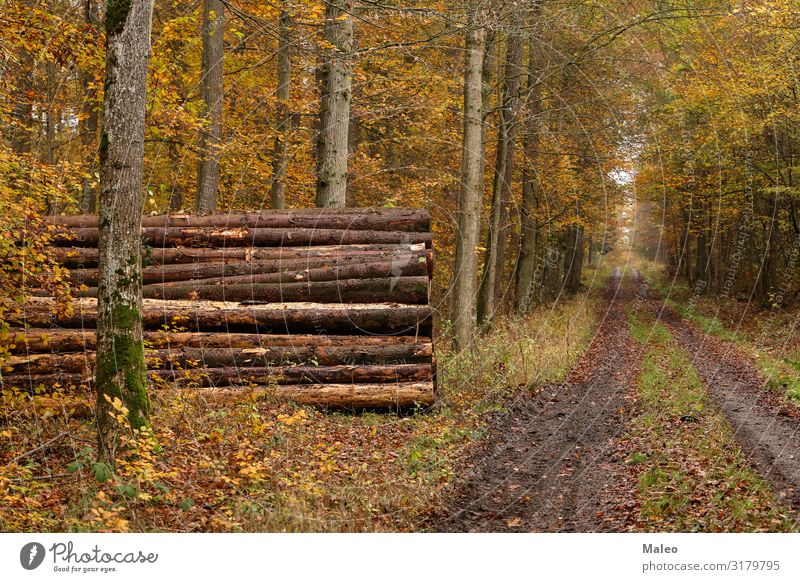 Forest trail in autumn Tree Wood Industry sawn Logging Fallen Pine Ecological Brown Destruction Environment Firewood Nature Tree trunk Tree bark Cut down Saw