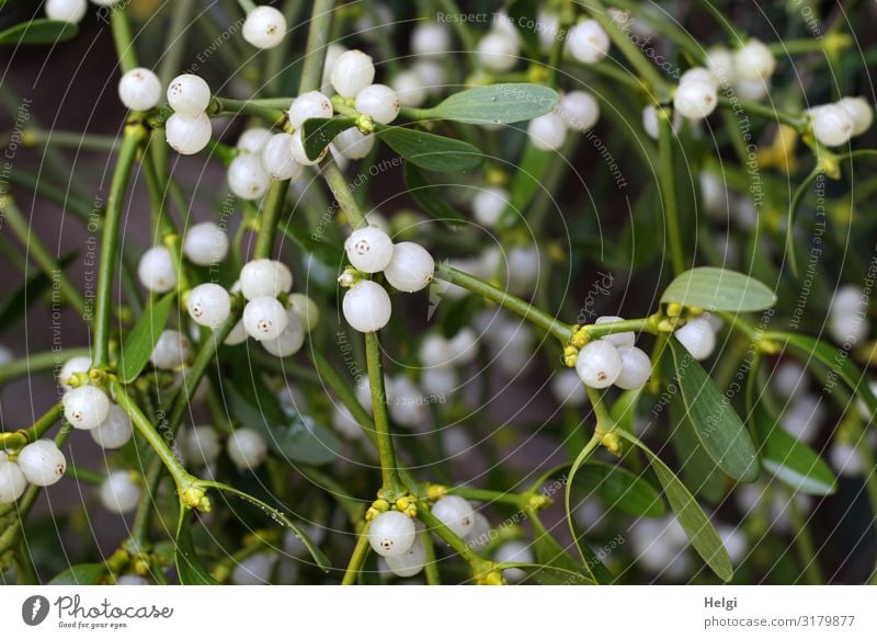 Close-up of green mistletoe with leaves and many white berries Environment Nature Plant Winter Leaf Blossom Mistletoe Twig Berries Hang Esthetic Authentic