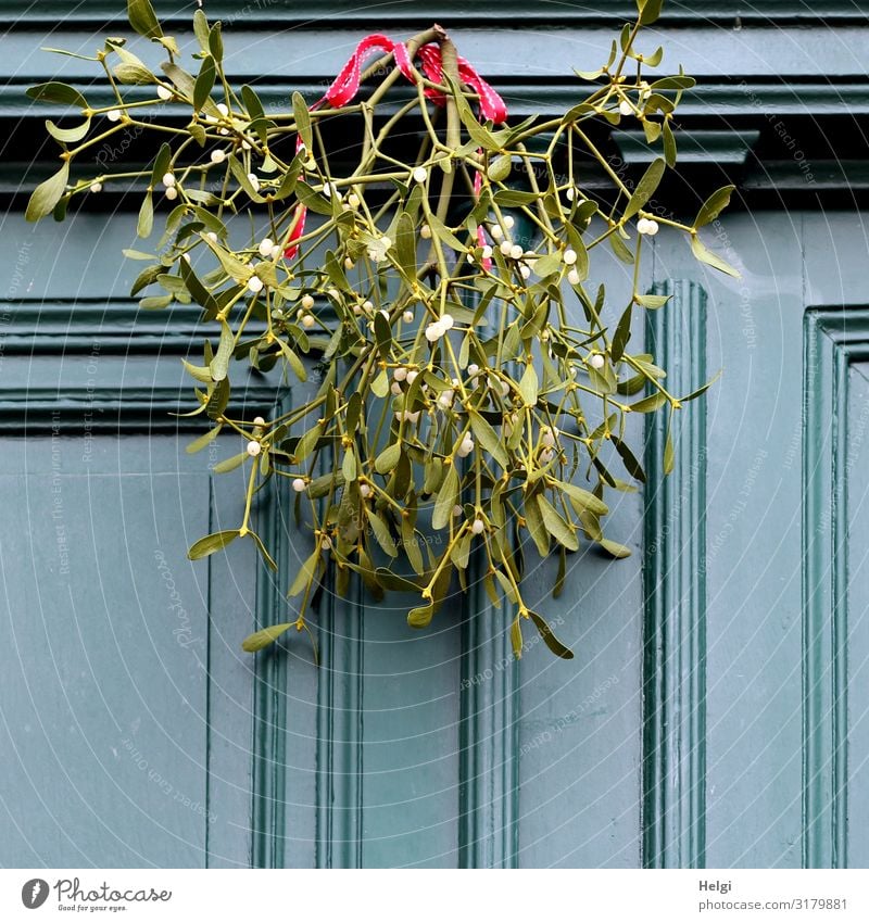 green mistletoe twigs with white berries and red ribbon hang as decoration on an old wooden door Christmas & Advent Plant Winter Leaf Blossom Mistletoe Twig