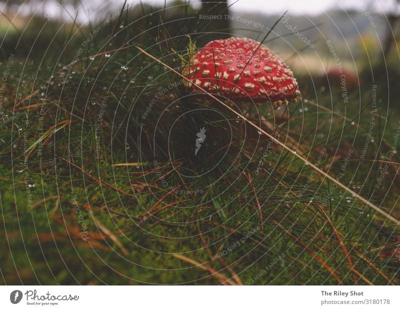 Fungi in Autumn Nutrition Eating Environment Nature Earth Drops of water Forest Virgin forest Mushroom Yorkshire Diet Feeding Wild Organic produce Grass Wood