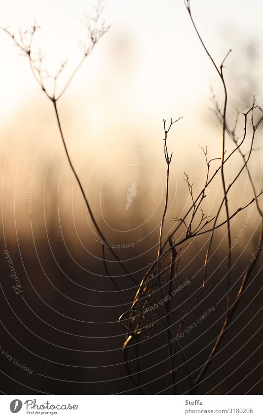 luminous links Wild plant Disheveled Whimsical Grass Light reflection light reflexes cross-linked Interlaced Branched intertwined branching knotting knotted