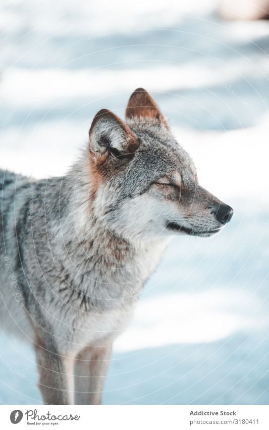 Wolf on snow field Snow Winter Hill Wild Forest Trip Frost Dangerous Park Seasons Animal Mountain Mammal Nature wildlife Hunter Landscape predator lupus scenery