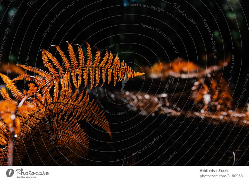 Dry fern leaves in dark forest Leaf Fern Forest Canaries Spain Nature Plant Growth Dark Environment Botany Autumn Seasons Deserted Harmonious Idyll Calm