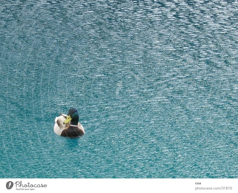 duck Feather Lake Duck Water Blue