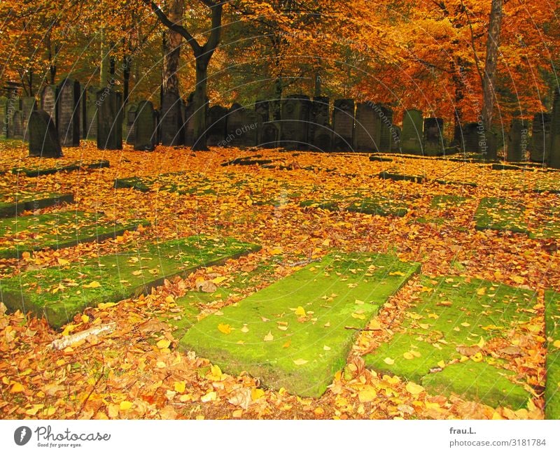 sepulchers Nature Autumn Beautiful weather Tree Moss Hamburg Town Green Orange Grave Cemetery Religion and faith Ashkenazim Sephardi Tombstone Leaf