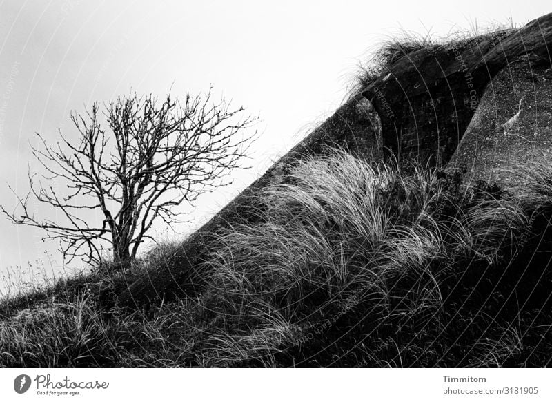 Bunker remnants with tree remnants Vacation & Travel Environment Nature Landscape Plant Sky Tree Dune Denmark Concrete Dark Gray Black White Dugout Entrance