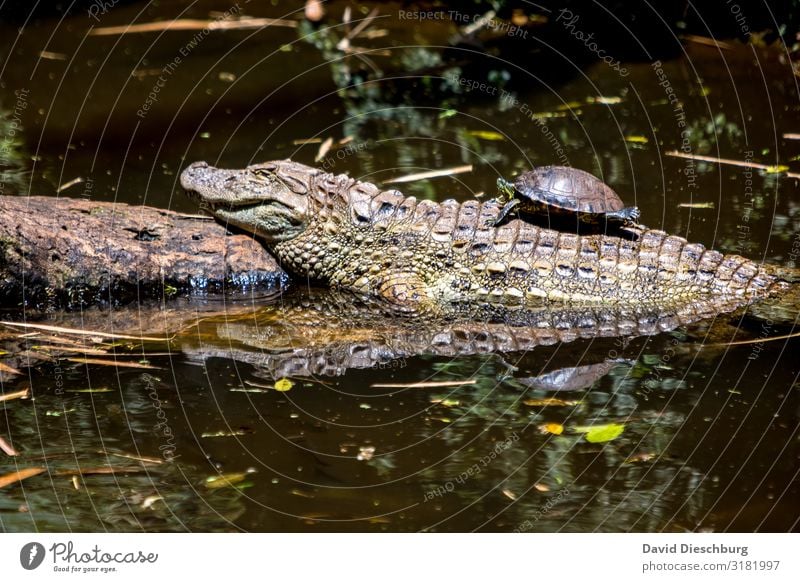 Chilling together Vacation & Travel Expedition Environment Nature Landscape Water Beautiful weather Virgin forest Bog Marsh Lake River Wild animal 2 Animal