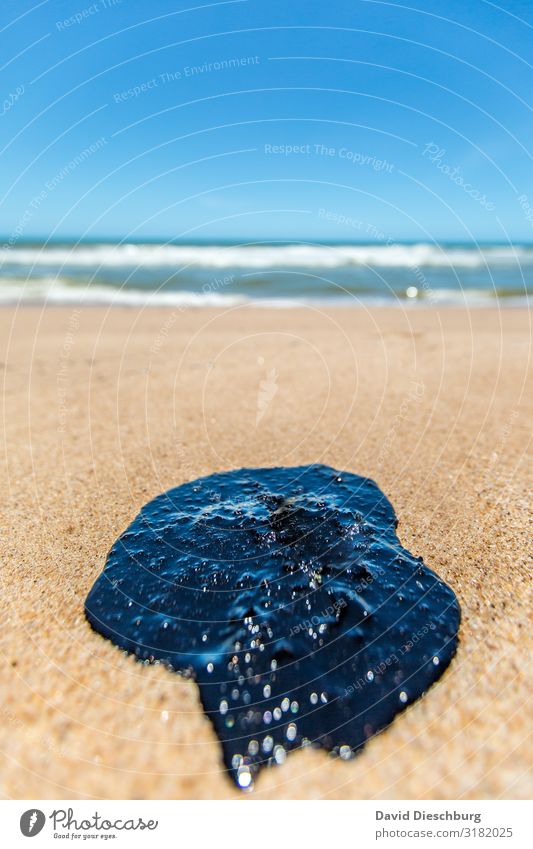 Oil in Paradise II Vacation & Travel Environment Nature Landscape Plant Animal Sand Water Cloudless sky Beautiful weather Waves Coast Beach Bay Ocean Island