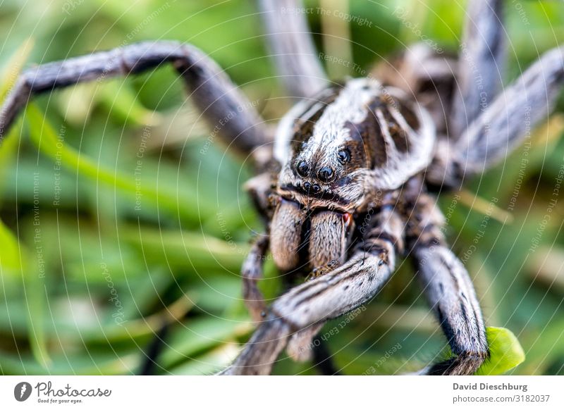 banana spider Vacation & Travel Nature Beautiful weather Garden Park Meadow Virgin forest Wild animal Spider Animal face 1 Fear of death Dangerous Logistics