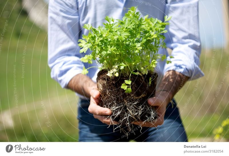 Man with parsley plant in his hands Herbs and spices Garden Human being Adults Hand 1 Environment Plant Grass Pot plant Stand Fresh Good New Green Ambience